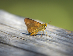Euphyes vestris