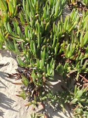 Carpobrotus edulis