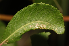 Phyllonorycter salictella