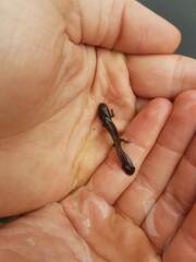 Ichthyosaura alpestris