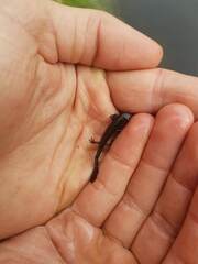 Ichthyosaura alpestris