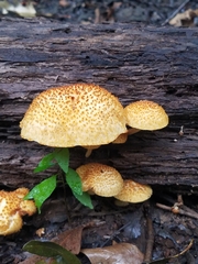 Flammulaster erinaceellus