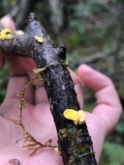 Calycina citrina