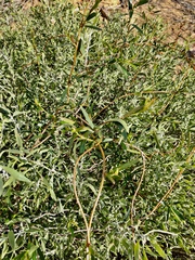 Billardiera cymosa
