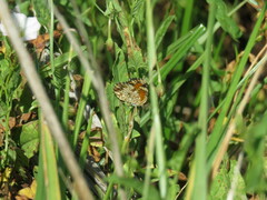 Phyciodes phaon