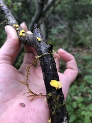 Calycina citrina