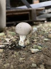 Scleroderma areolatum