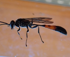 Trypoxylon petiolatum