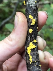 Calycina citrina