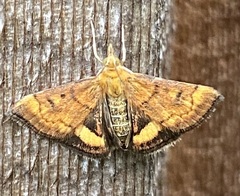 Pyrausta californicalis