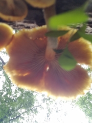 Flammulaster erinaceellus