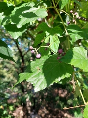 Ampelopsis