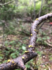 Calycina citrina