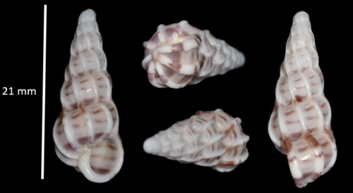 Common Wentletrap, photo 5 of 8