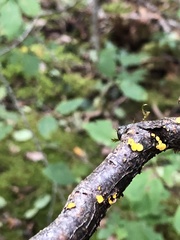 Calycina citrina