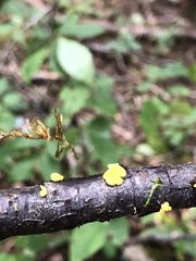Calycina citrina