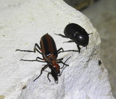 Pyrota tenuicostatis