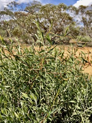 Billardiera cymosa