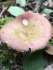 Russula paludosa