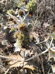 Eryngium maritimum