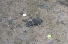 Potamopyrgus antipodarum