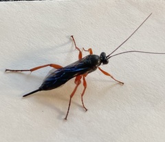 Pimpla pedalis