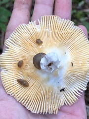 Russula paludosa