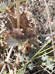 Eryngium maritimum