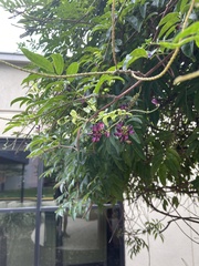 Wisteriopsis reticulata