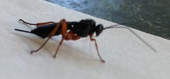Pimpla pedalis