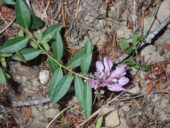 Rhinotropis californica