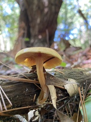 Tricholomopsis decora