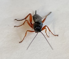 Pimpla pedalis