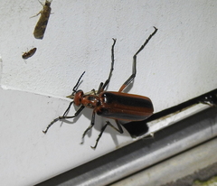 Pyrota tenuicostatis