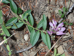 Rhinotropis californica