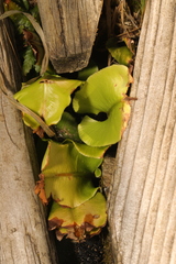 Asplenium scolopendrium