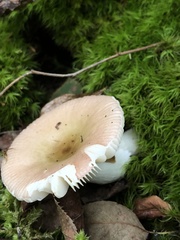 Russula fragilis