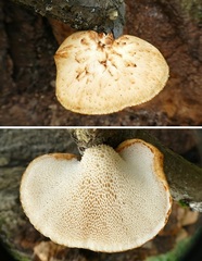 Cerioporus squamosus