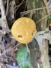 Tricholomopsis decora