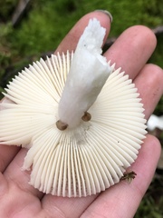 Russula fragilis