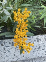 Solidago sempervirens