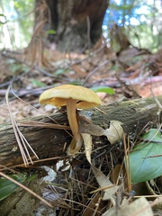 Tricholomopsis decora