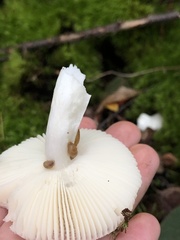 Russula fragilis