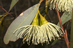 Eucalyptus sporadica