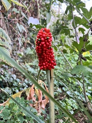 Arisaema dracontium
