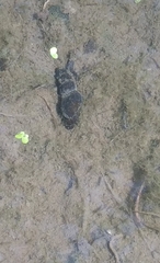 Potamopyrgus antipodarum