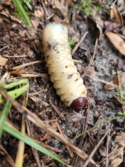 Coleoptera