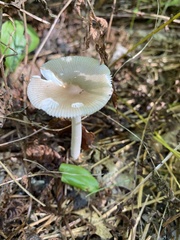 Amanita vaginata