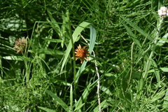 Agoseris aurantiaca