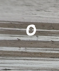 Calidris subruficollis